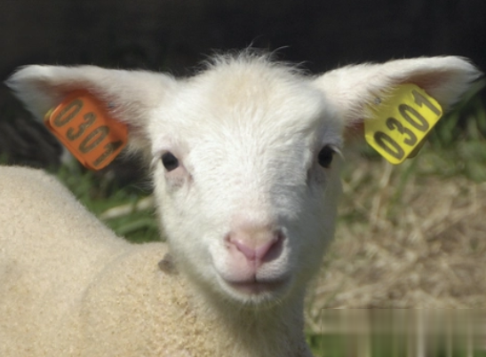 動物耳牌使用激光打標機的優勢(圖1)